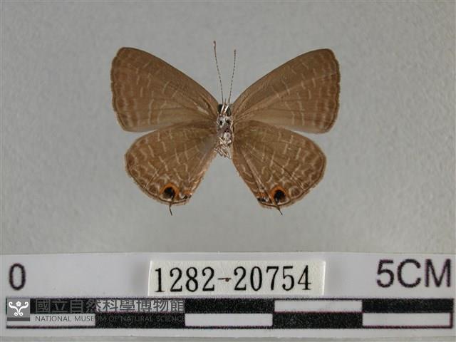 雅波灰蝶藏品圖，第2張