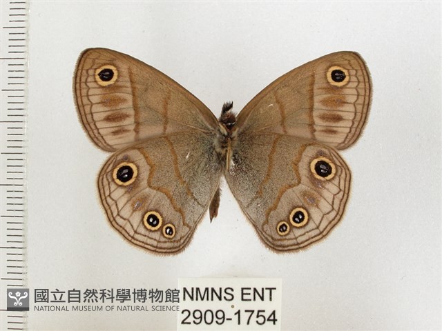 古眼蝶藏品圖，第2張