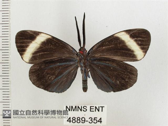 茶帶螢斑蛾藏品圖，第2張