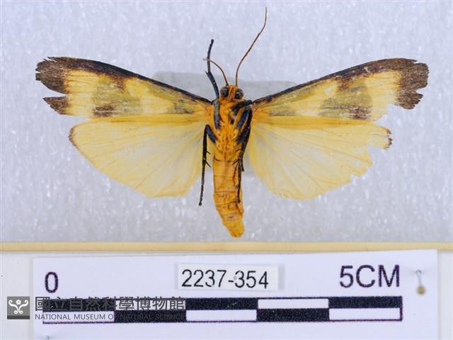 閃光苔蛾藏品圖，第2張