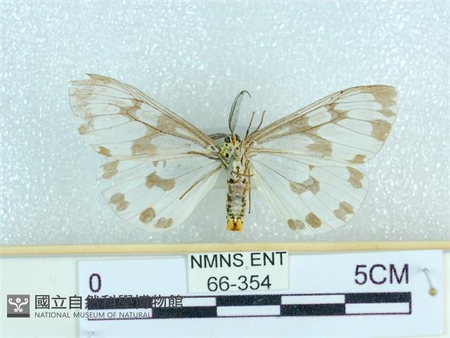 粉蝶燈蛾藏品圖，第2張