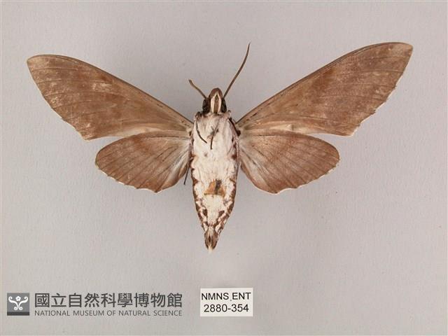 粗斜紋天蛾藏品圖，第2張