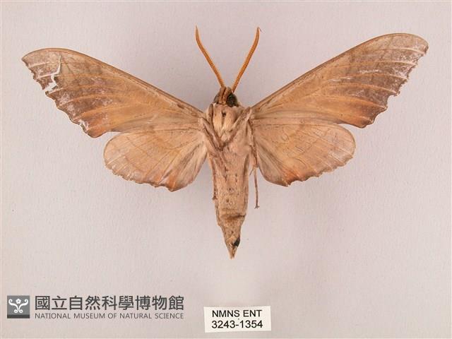 栗六點天蛾藏品圖，第2張