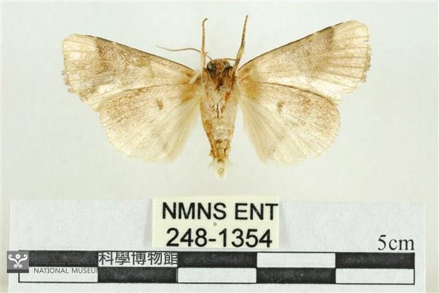臺灣斑蕊夜蛾藏品圖，第2張