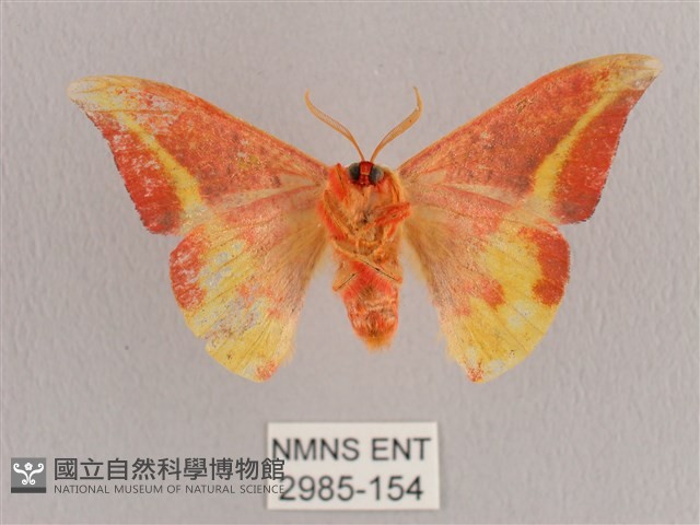 鉛斑帶鉤蛾藏品圖，第2張
