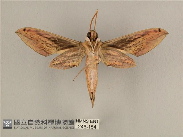 棕綠背線天蛾藏品圖，第2張