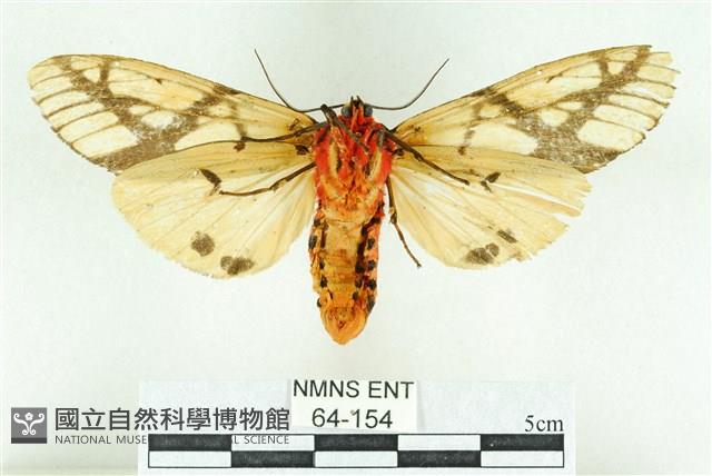 乳白斑燈蛾藏品圖，第2張