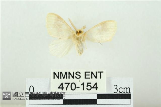 寬紋黃毒蛾藏品圖，第2張