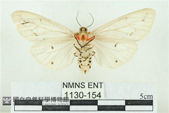 菊池污燈蛾藏品圖，第2張