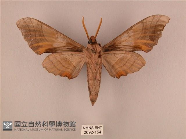 栗六點天蛾藏品圖，第2張