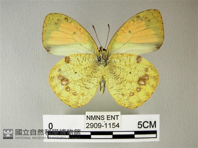 異粉蝶、雌白黃蝶藏品圖，第2張