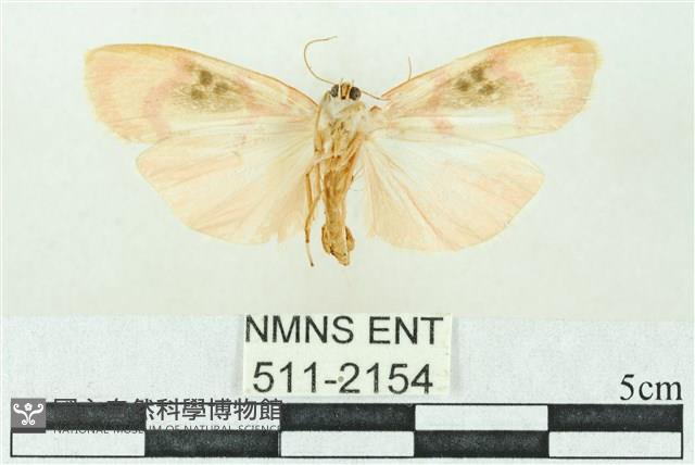 臺雪苔蛾藏品圖，第2張