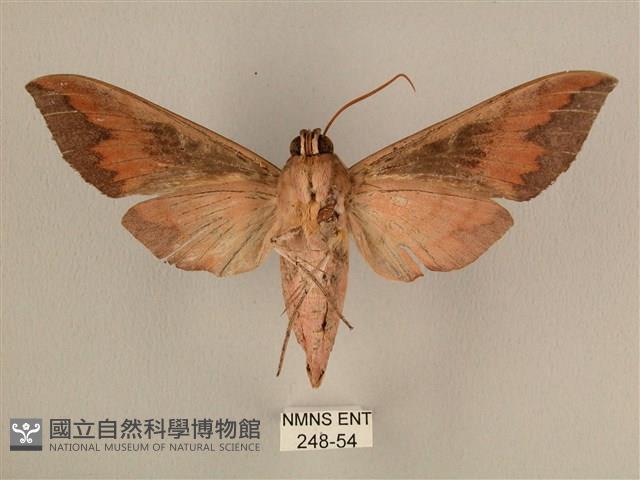 背中白天蛾藏品圖，第2張