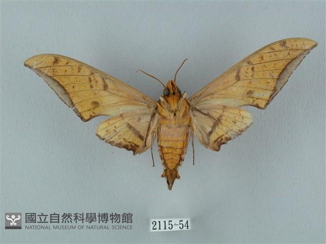 裂斑鷹翅天蛾藏品圖，第2張