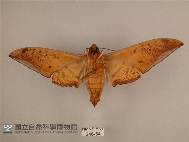 臺灣鷹翅天蛾藏品圖，第2張