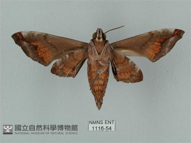 半緣缺角天蛾藏品圖，第2張