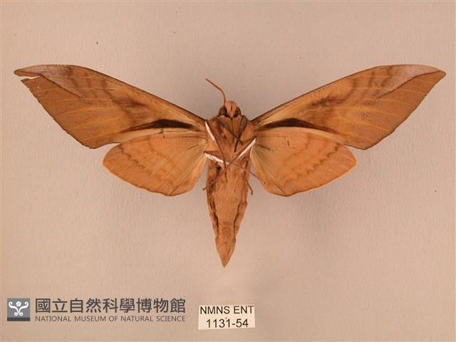 波紋豆天蛾藏品圖，第2張