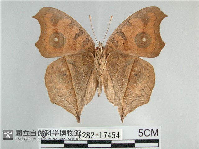 眼蛺蝶、孔雀蛺蝶藏品圖，第2張