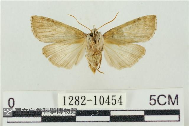 帶波紋蛾藏品圖，第2張