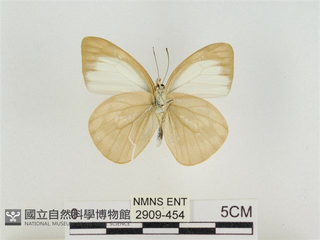 淡褐脈粉蝶藏品圖，第2張