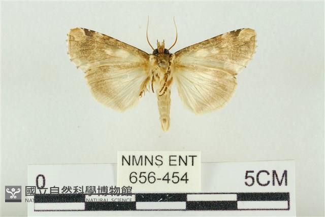 連珠波紋蛾藏品圖，第2張