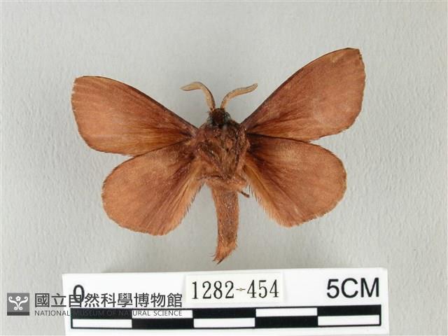 馬尾松枯葉蛾藏品圖，第2張