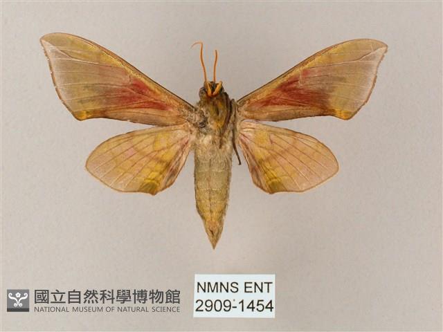 榆綠天蛾藏品圖，第2張