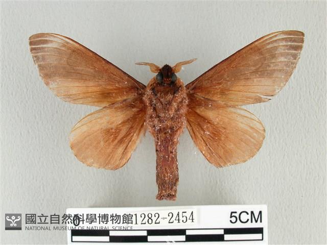 大褐斑枯葉蛾藏品圖，第2張