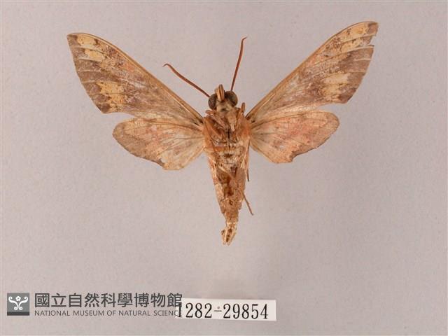 雙斑白肩天蛾藏品圖，第2張