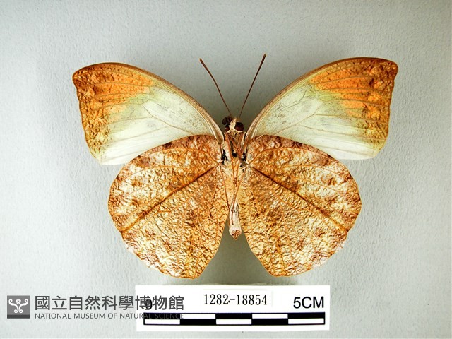 橙端粉蝶、端紅蝶藏品圖，第2張