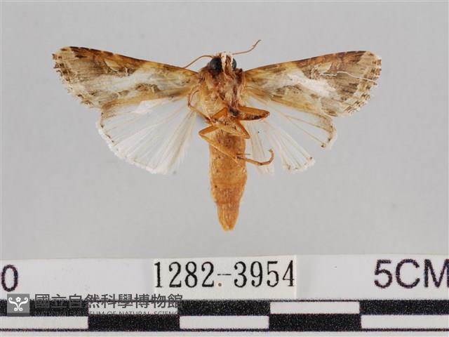 斜紋夜盜蛾藏品圖，第2張