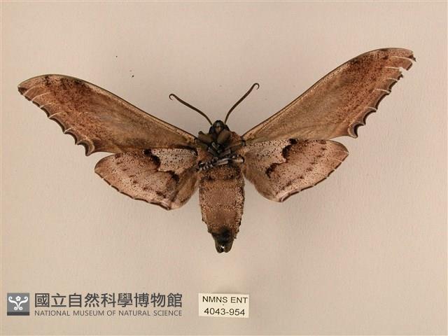 臺灣鋸翅天蛾藏品圖，第2張