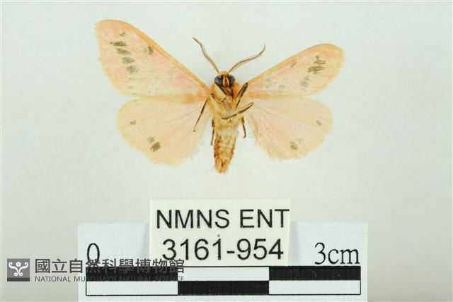 三條橙燈蛾藏品圖，第2張