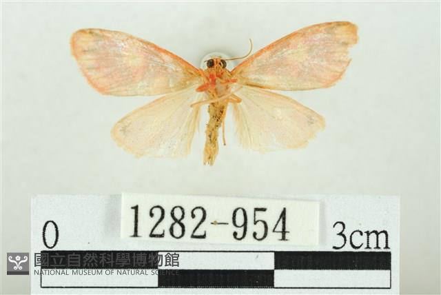 三色豔苔蛾藏品圖，第2張