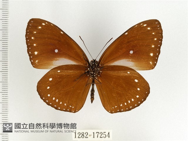 小紫斑蝶藏品圖，第2張