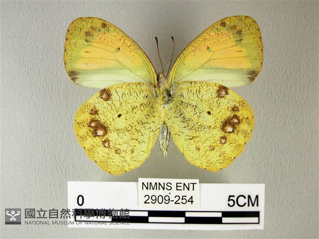 異粉蝶、雌白黃蝶藏品圖，第2張