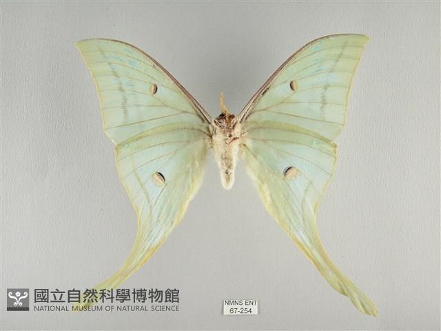 長尾水青蛾藏品圖，第2張