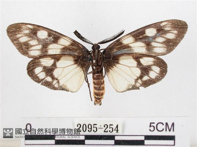 蓬萊茶斑蛾藏品圖，第2張