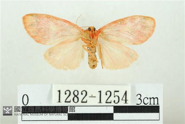 三色豔苔蛾藏品圖，第2張