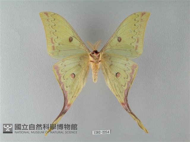臺灣長尾水青蛾藏品圖，第2張