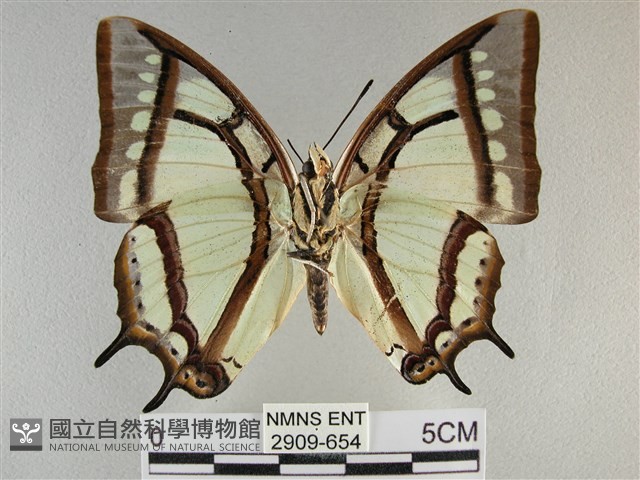 小雙尾蛺蝶藏品圖，第2張