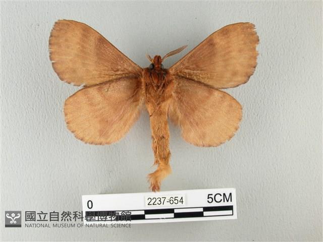 波紋枯葉蛾藏品圖，第2張