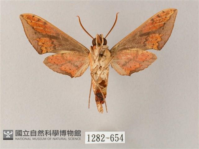 臺灣白肩天蛾藏品圖，第2張