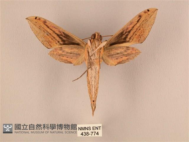 棕綠背線天蛾藏品圖，第2張