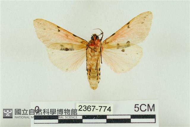 棍棒污燈蛾藏品圖，第2張