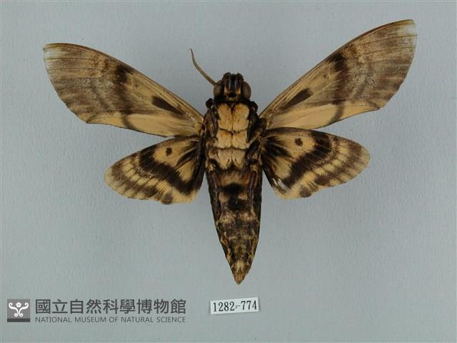 鬼臉天蛾藏品圖，第2張