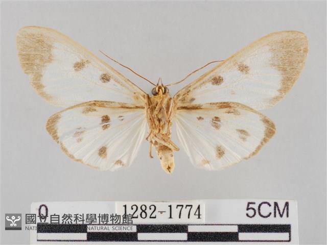 長斑擬燈蛾藏品圖，第2張