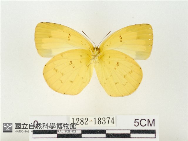 島嶼黃蝶、江崎黃蝶藏品圖，第2張