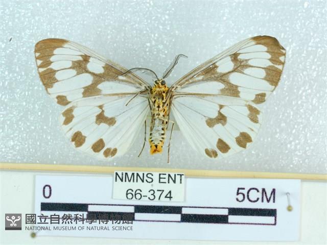 粉蝶燈蛾藏品圖，第2張