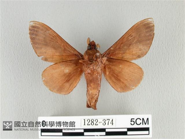 大褐斑枯葉蛾藏品圖，第2張